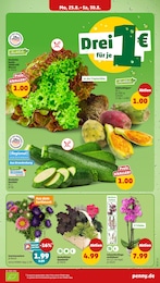 Zimmerpflanzen Angebot & Preis im aktuellen Penny Prospekt Zimmerpflanzen Angebot im aktuellen Penny Prospekt auf Seite 3