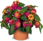 Aktuelles Zierpflanze Enzianstrauch oder Wandelröschen Angebot bei Netto Marken-Discount in Kassel ab 8,99 €