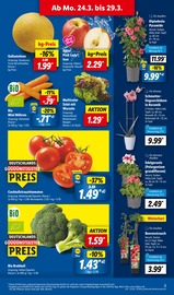 Aktueller Lidl Prospekt mit Balkonpflanzen, "LIDL LOHNT SICH", Seite 3