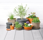 Blumentopf  im aktuellen Netto mit dem Scottie Prospekt für 0,69 €