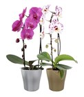 Orchidée cascade en promo chez Carrefour Versailles à 12,99 €