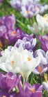 Jardineries du terroir Saint-Julien-en-Genevois - Promo Crocus en mélange ECLOZ Promo Crocus en mélange ECLOZ à 2,00 € dans le catalogue Jardineries du terroir à Saint-Julien-en-Genevois