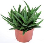 Succulente ou cactus de Noël "Schlumbergera" en promo chez Lidl Succulente ou cactus de Noël "Schlumbergera" dans le catalogue Lidl