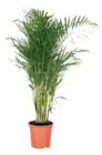Areca im aktuellen toom Baumarkt Prospekt für 19,99 €
