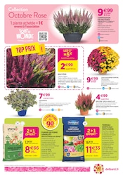 Chrysanthèmes Angebote im Prospekt "90 ans à colorer votre automne !" von Delbard auf Seite 2