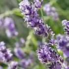 Promo Lavande à 2,99 € dans le catalogue Botanic à Vivier-Au-Court