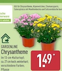 Chrysantheme von GARDENLINE im aktuellen ALDI Nord Prospekt