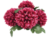 Composition 5 chrysanthèmes en promo chez Maxi Bazar Neuilly-sur-Marne à 12,99 €