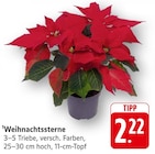 EDEKA Ettenheim - Weihnachtssterne Angebot im Prospekt Weihnachtssterne bei EDEKA im Ettenheim Prospekt für 2,22 €