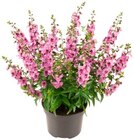 Engelsgesicht, Zauberglöckchen »Trio« oder REWE Beste Wahl Kalanchoe für 1,99 € bei REWE im Angebot Engelsgesicht, Zauberglöckchen »Trio« oder REWE Beste Wahl Kalanchoe im aktuellen REWE Prospekt