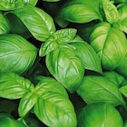 BOTANIC®-Basilic Grand Vert Bio. Le pot de 2,5 litres - BOTANIC® - Botanic BOTANIC®-Basilic Grand Vert Bio. Le pot de 2,5 litres - BOTANIC® à 9,49 € dans le catalogue Botanic