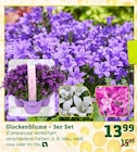 Glockenblume – 3er Set im Angebot bei Pflanzen Kölle in Rüsselsheim Glockenblume – 3er Set Angebote bei Pflanzen Kölle Rüsselsheim für 13,99 €
