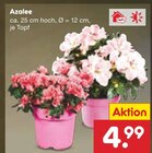 Azalee im aktuellen Netto Marken-Discount Prospekt