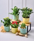 Plantes fleuries en promo chez Super U Thiais à 6,99 €
