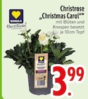 Aktuelle Blumen Angebote bei EDEKA in Augsburg Aktuelles Christrose Angebot bei EDEKA in Augsburg ab 3,99 €