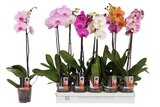 Orchidée 1 tige en promo chez Carrefour Tours à 4,99 €