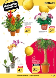 Bromelie Angebot im aktuellen Netto mit dem Scottie Prospekt auf Seite 39