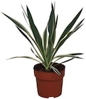 Garten Yucca Angebote bei Netto mit dem Scottie Norderstedt für 7,99 €
