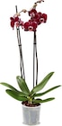 Orchidee im Angebot bei Netto Marken-Discount in Braunschweig Orchidee Angebote bei Netto Marken-Discount Braunschweig für 4,99 €