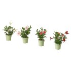 Pflanze Trichterblüte/versch. Farben von DIPLADENIA im aktuellen IKEA Prospekt