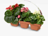 Aktuelle Pflanzen Angebote bei Netto Marken-Discount in Magdeburg Aktuelles Beet und Balkon Mix Angebot bei Netto Marken-Discount in Magdeburg ab 3,99 €