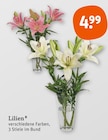 Lilien von  im aktuellen tegut Prospekt für 4,99 €