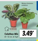Calathea Mix bei Lidl im Prospekt "" für 3,49 €