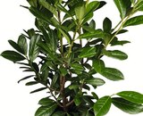 Kirschlorbeer Angebote bei Wreesmann Cottbus für 3,49 €