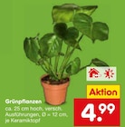 Aktuelle Zimmerpflanzen Angebote bei Netto Marken-Discount in Düsseldorf Aktuelles Grünpflanzen Angebot bei Netto Marken-Discount in Düsseldorf ab 4,99 €