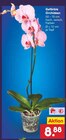 Gefärbte Orchideen Angebote bei Netto Marken-Discount Neu-Ulm für 8,88 €