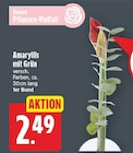 Amaryllis für 2,49 € bei E center im Angebot Amaryllis im aktuellen E center Prospekt