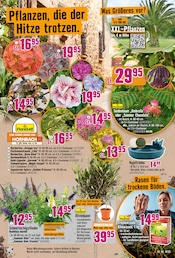 Ähnliche Aquarium Angebote im Prospekt "Dir ist vieles Latte. Nur nicht Dein Garten." von Hornbach in Rastatt Ähnliche Angebote wie Aquarium im Prospekt "Dir ist vieles Latte. Nur nicht Dein Garten." auf Seite 13 von Hornbach in Rastatt