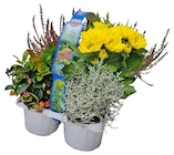 Herbstlicher Mix bei REWE im Harzgerode Prospekt für 5,99 €
