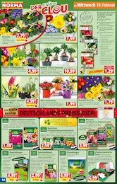 Bonsai Angebot im aktuellen Norma Prospekt auf Seite 14