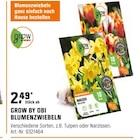 BLUMENZWIEBELN Angebote von GROW BY OBI bei OBI Dresden für 2,49 €