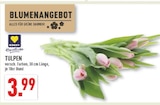 Tulpen Angebote von Edeka bei Marktkauf Hagen für 3,99 €