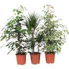 Plantes vertes en promo chez Carrefour Arras à 10,99 €