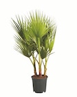 Winterharte Palme im Angebot bei Lidl in Ravensburg Winterharte Palme Angebote bei Lidl Ravensburg für 14,99 €