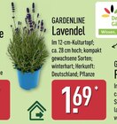 Lavendel von Gardenline für 1,69 € bei ALDI Nord im Angebot Lavendel von Gardenline im aktuellen ALDI Nord Prospekt
