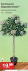 Aktuelle Hortensie Angebote bei Zimmermann in Oldenburg Aktuelles Hochstamm Rispenhortensie Angebot bei Zimmermann in Oldenburg ab 19,99 âŹ