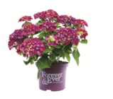 Aktuelle Hortensie Angebote bei toom Baumarkt in Cottbus Aktuelles Ballhortensie Angebot bei toom Baumarkt in Cottbus ab 25,99 €
