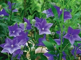 Promo Campanule à grandes fleurs à 3,99 € dans le catalogue Delbard à Tonnerre