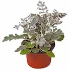 Silberblatt (Senecio Bicolor) bei OBI im Singen Prospekt für 0,79 €