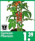 Gemüse-Pflanzen Angebote bei Wreesmann Bremerhaven für 1,39 €