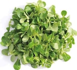 Feldsalat/Rapunzel bei EDEKA im Altenberge Prospekt für 1,49 €
