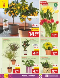 Blumen Angebot & Preis im aktuellen Netto Marken-Discount Prospekt Blumen Angebot im aktuellen Netto Marken-Discount Prospekt auf Seite 6