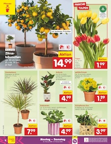 Pflanzen im Netto Marken-Discount Prospekt "Aktuelle Angebote" mit 54 Seiten (Aachen)