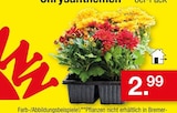 Aktuelle Chrysantheme Angebote bei Zimmermann in Bremen Aktuelles Chrysanthemen Angebot bei Zimmermann in Bremen ab 2,99 €