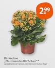 Kalanchoe "Flammendes Käthchen" von  im aktuellen tegut Prospekt für 2,99 €