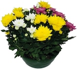 Chrysanthème américain multicolore à 14,99 € dans le catalogue Lidl